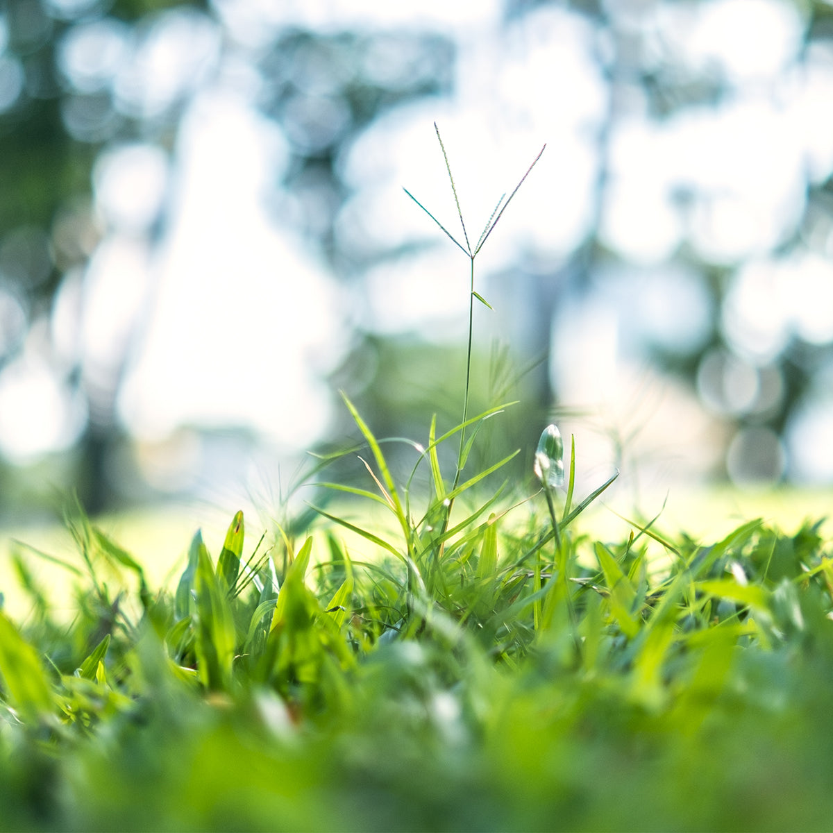Viltrox AF 33mm F1.4 STM ED IF