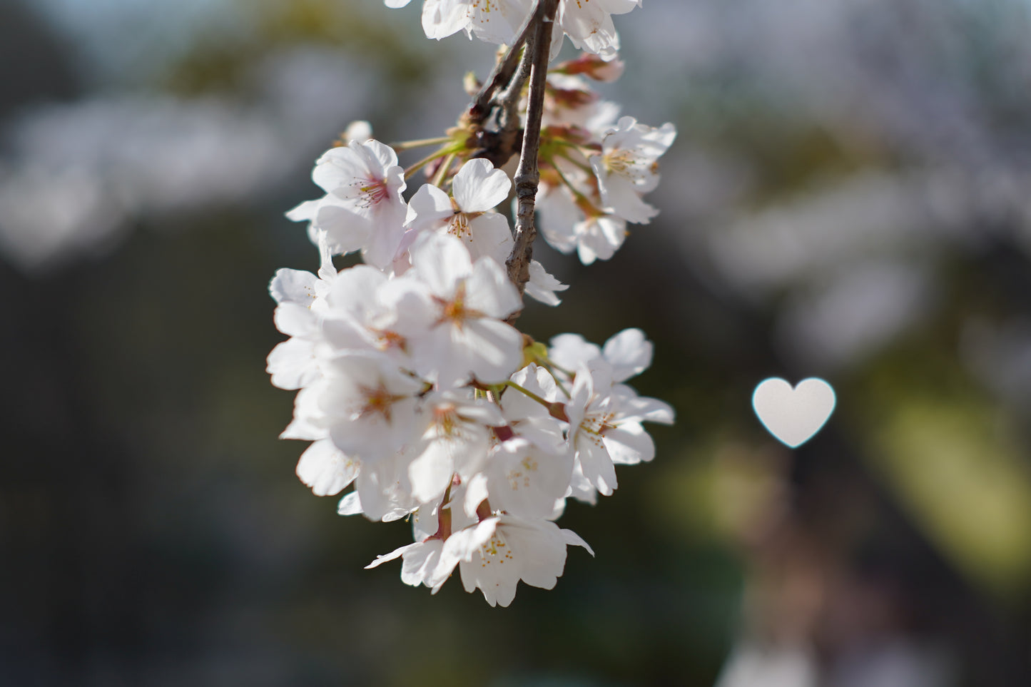 【受注生産品】SG-image 50mm F1.8 ファントムレンズ MARK II