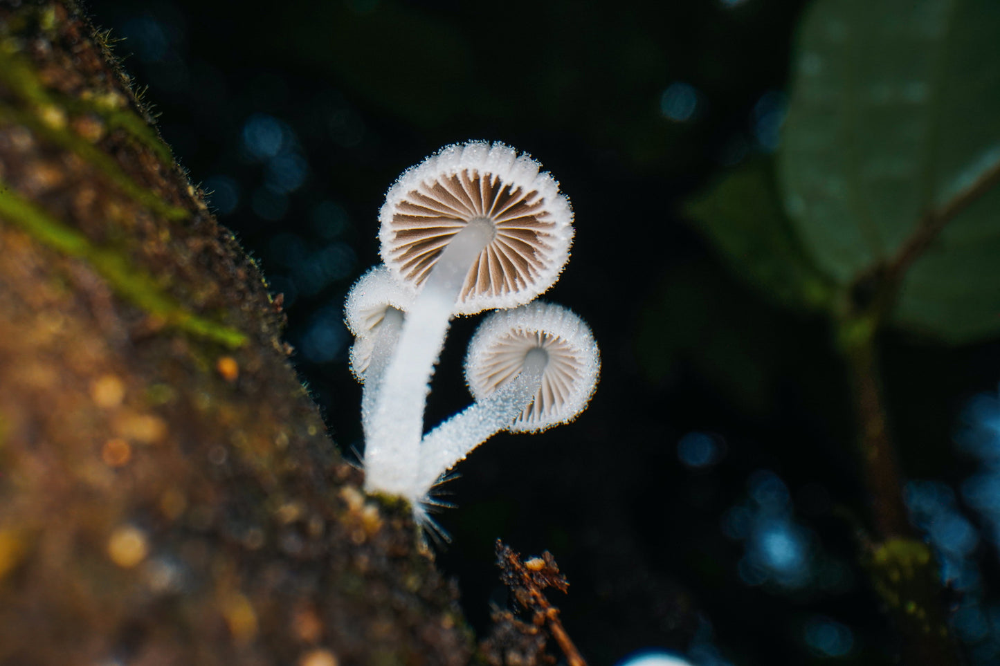 AstrHori 28mm F13 Macro 2:1 Pro ペリスコープレンズ ダブルレンズセット (スタンダード +90°直角)