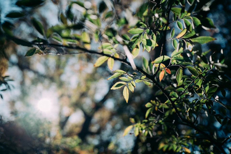 Thypoch Simera 28mm f/1.4 ASPH. Type II