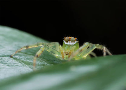 AstrHori 25mm F2.8 Macro 2.0X-5.0X マクロフォーカシングレールセット