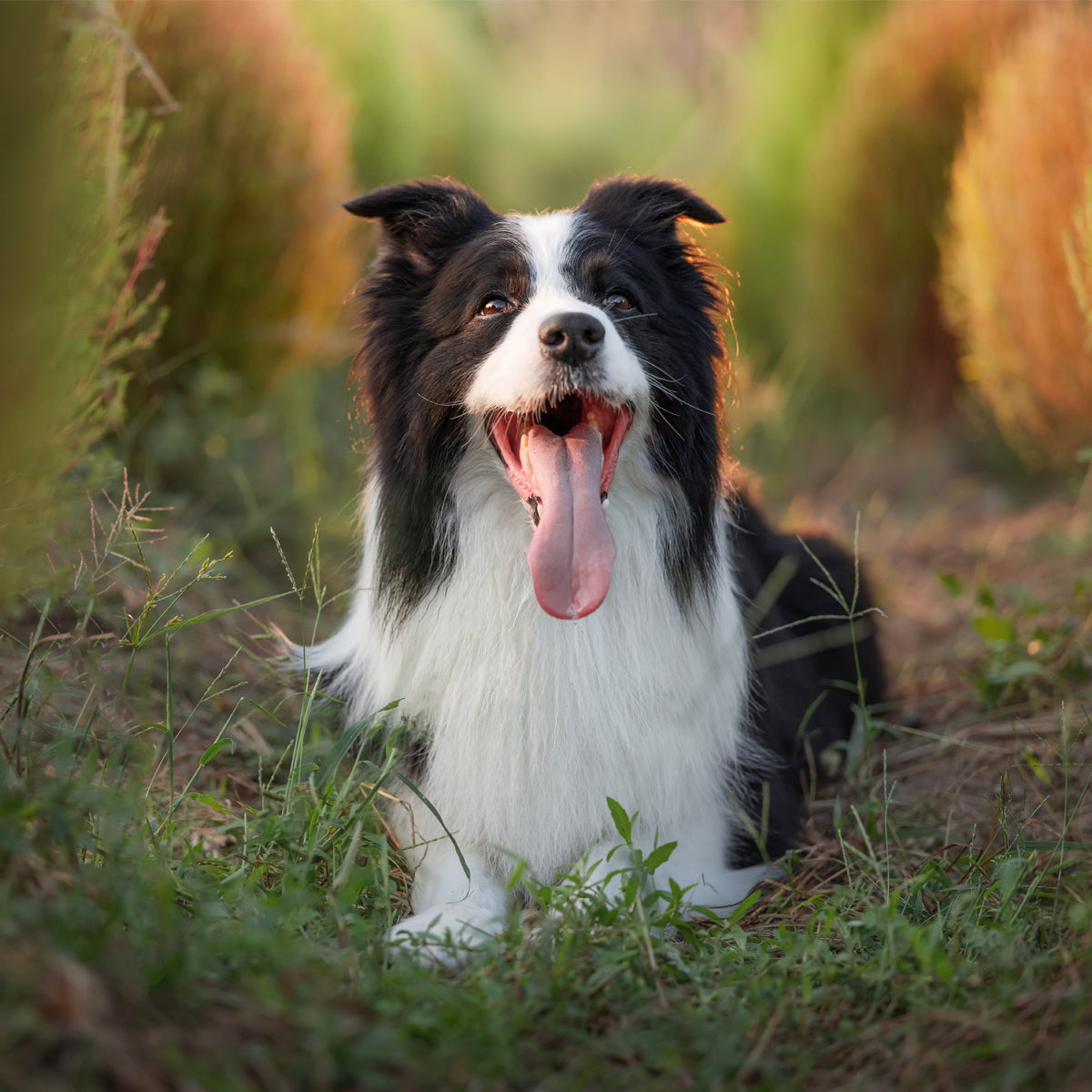 Viltrox AF 85mm F2.0 EVO