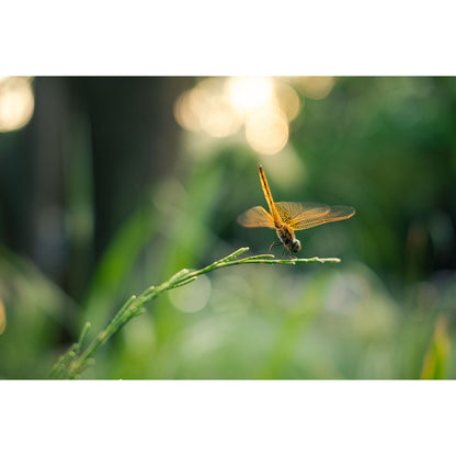 Viltrox TCL-X100VI  1.4x テレコンバージョンレンズ  【富士フイルム X100シリーズ対応】