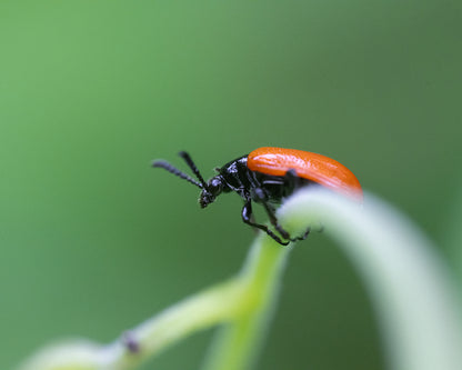 AstrHori 120mm F2.8 MACRO 2X