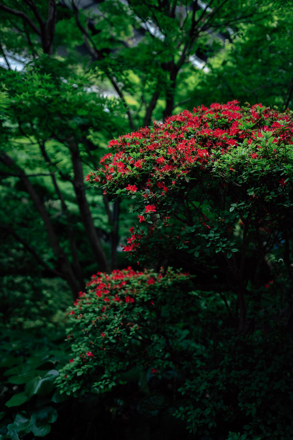 Photo by Fu-> | Image & Creation