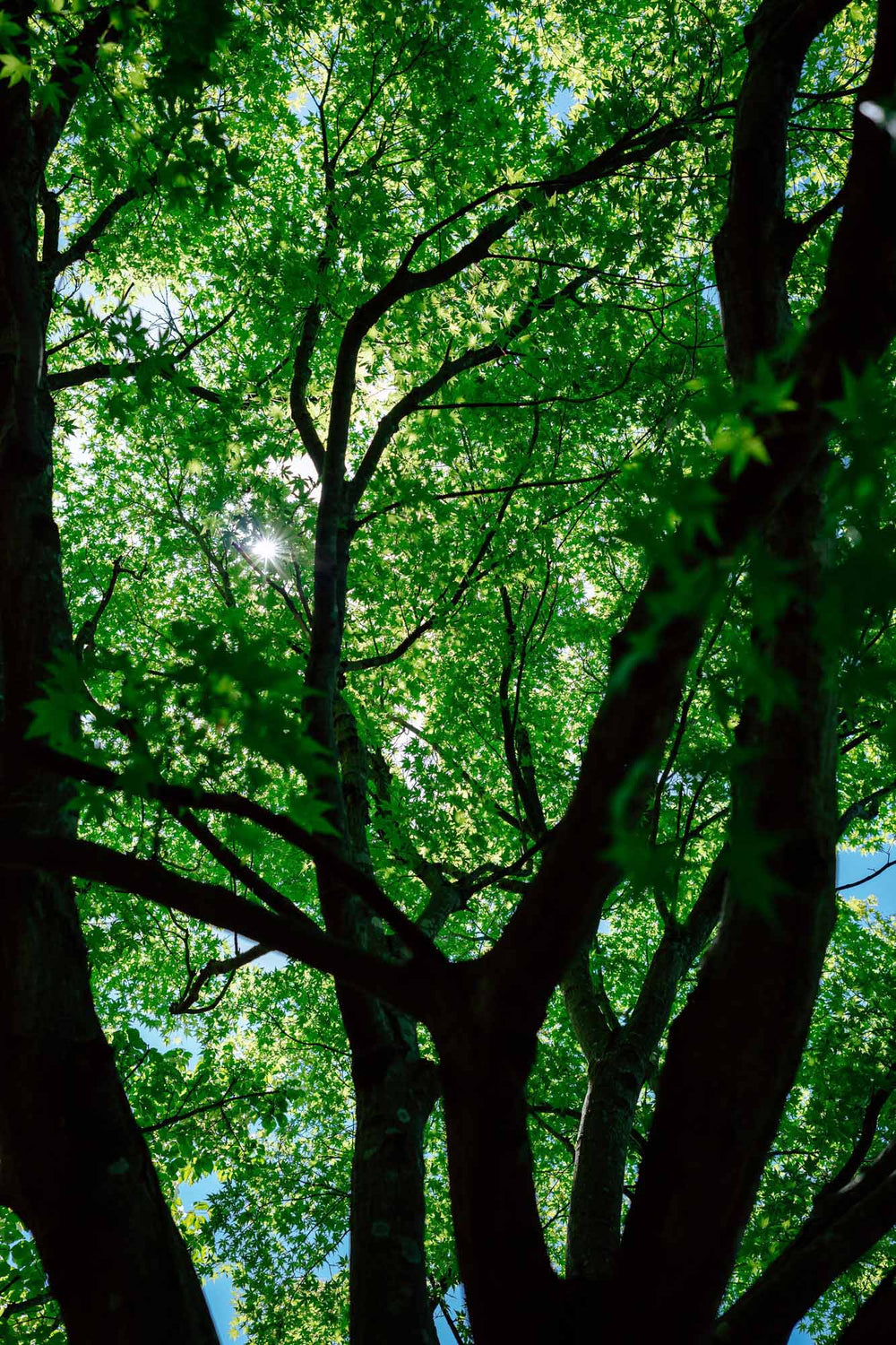 Photo by Fu-> | Image & Creation