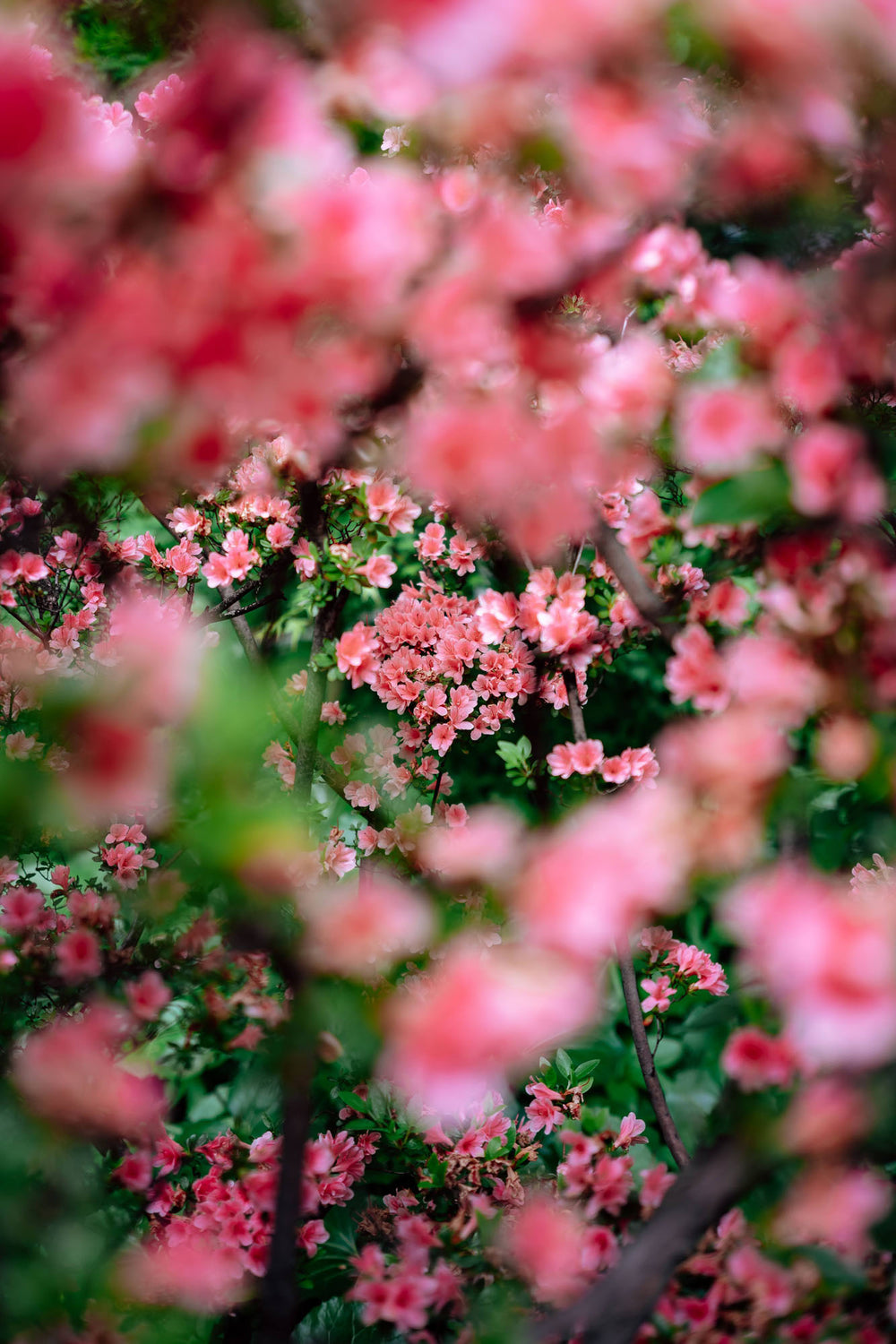 Photo by Fu-> | Image & Creation